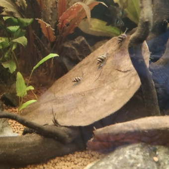 aquariophile Ninidu1313