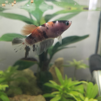 aquariophile Fleurise