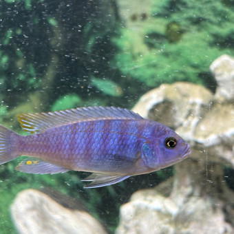 aquariophile nougatine13