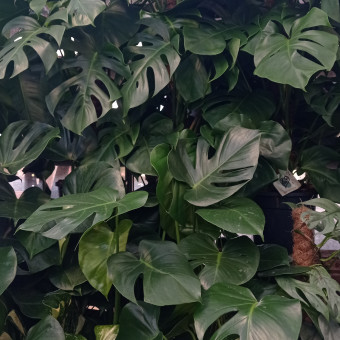 aquariophile maxxouuu