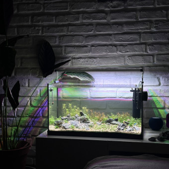 aquariophile HugoMmmm