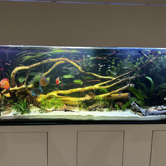 aquariophile Jojo76640