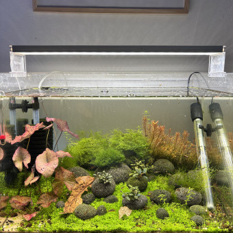 aquariophile Leroy.v