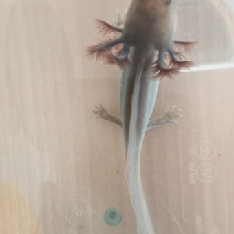 aquariophile Breizh29