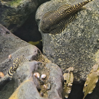 aquariophile FabienP