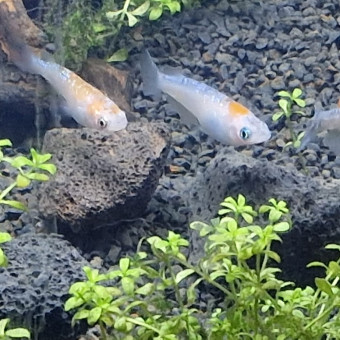 aquariophile Medaka77