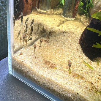 aquariophile Lapassionne