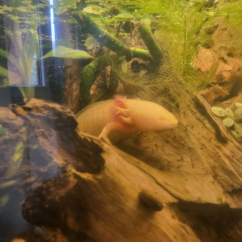 aquariophile Gorudenhotaru