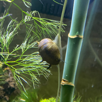 aquariophile ClaireKV