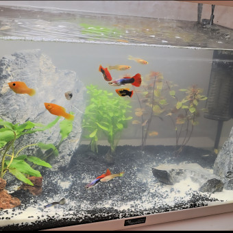 aquariophile Ylmzstc