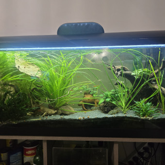 aquariophile Aquadebut