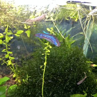 aquariophile liliakarine