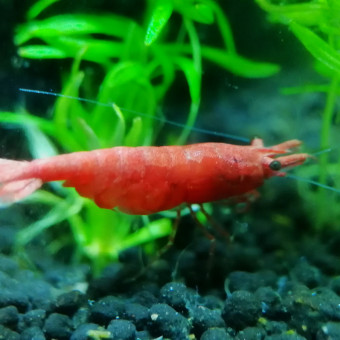 aquariophile Tombouille