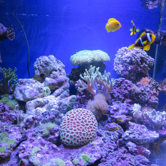 aquariophile younic56