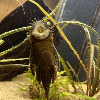 aquariophile Baleine76