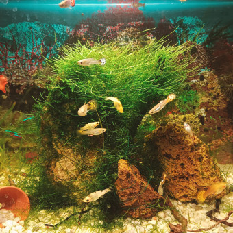 aquariophile emmanoel11