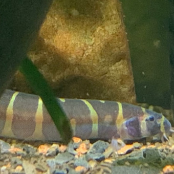 aquariophile Leo37100