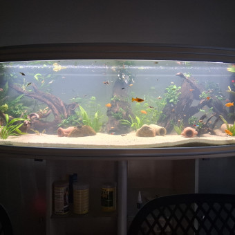 aquariophile Momo24