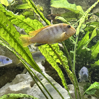 aquariophile Alexismalawi
