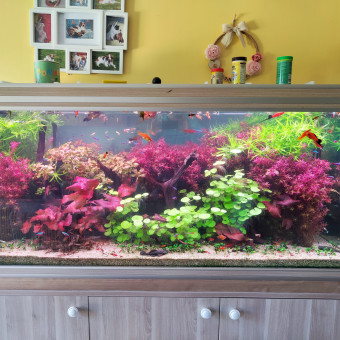 aquariophile aquagilles72