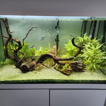 aquariophile Flolyon69009