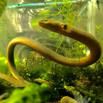 aquariophile afterpredator