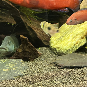 aquariophile Julio13