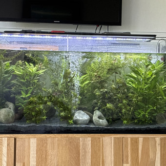 aquariophile GUINET1970