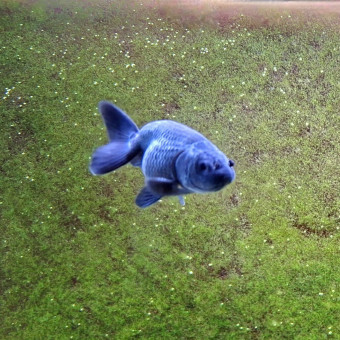 aquariophile fuzzytooth