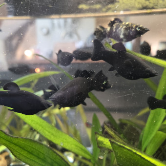 aquariophile CarolineA