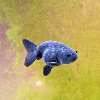 aquariophile fuzzytooth
