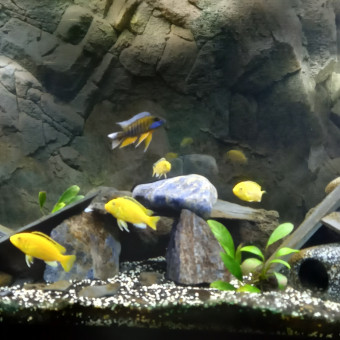 aquariophile Zambla