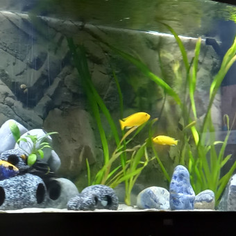 aquariophile Zambla