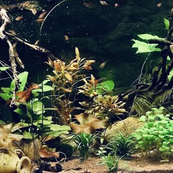 aquariophile Niiinja
