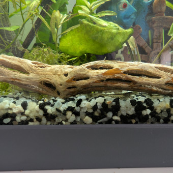 aquariophile remitedi