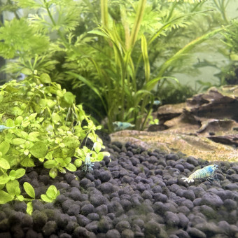aquariophile Mac95