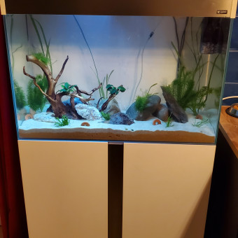 aquariophile Globulo