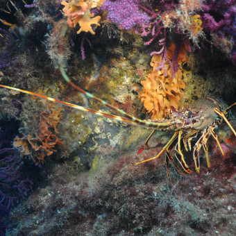 aquariophile flo91