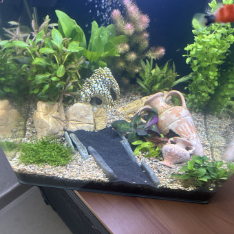aquariophile Teophile34
