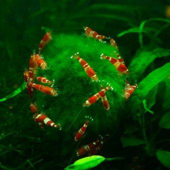 aquariophile palooo