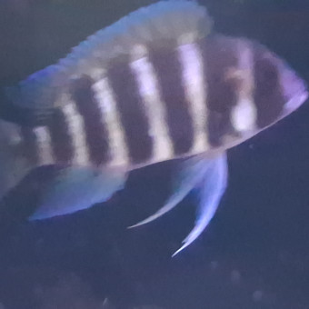 aquariophile Maxime29760