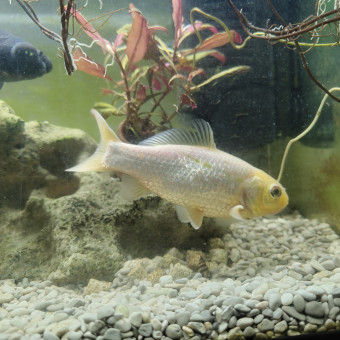 aquariophile Razvan