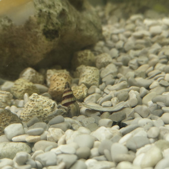 aquariophile Razvan