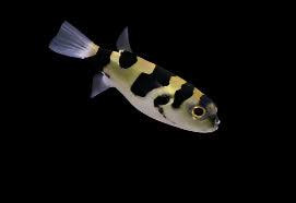 aquariophile GlobosduGard