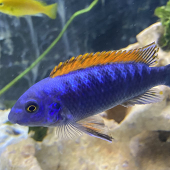 aquariophile laurent123