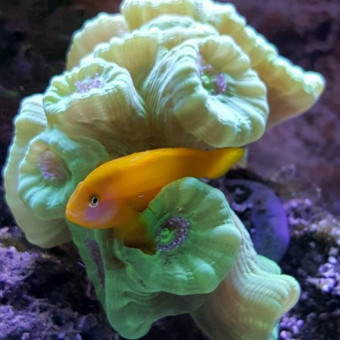 aquariophile Laurent