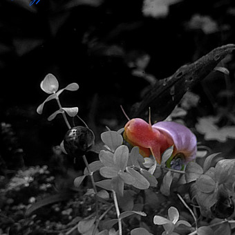 aquariophile AquaCalypso