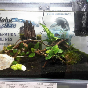aquariophile Cotou