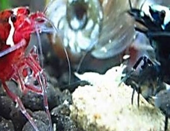 aquariophile Figudro31