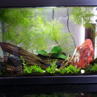 aquariophile pinau74